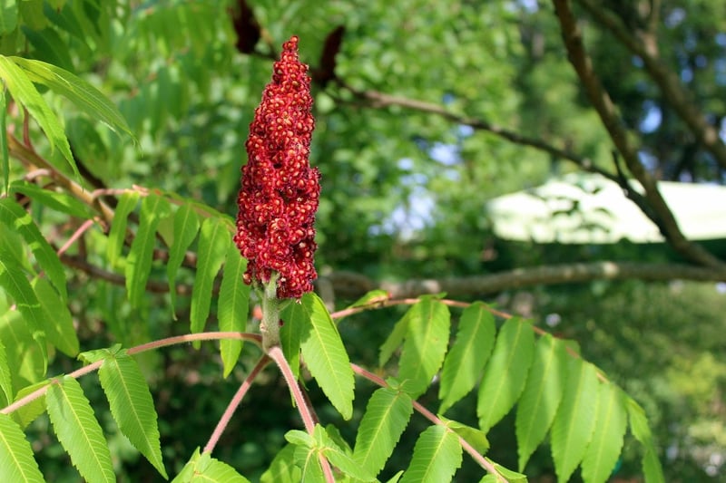Sumac